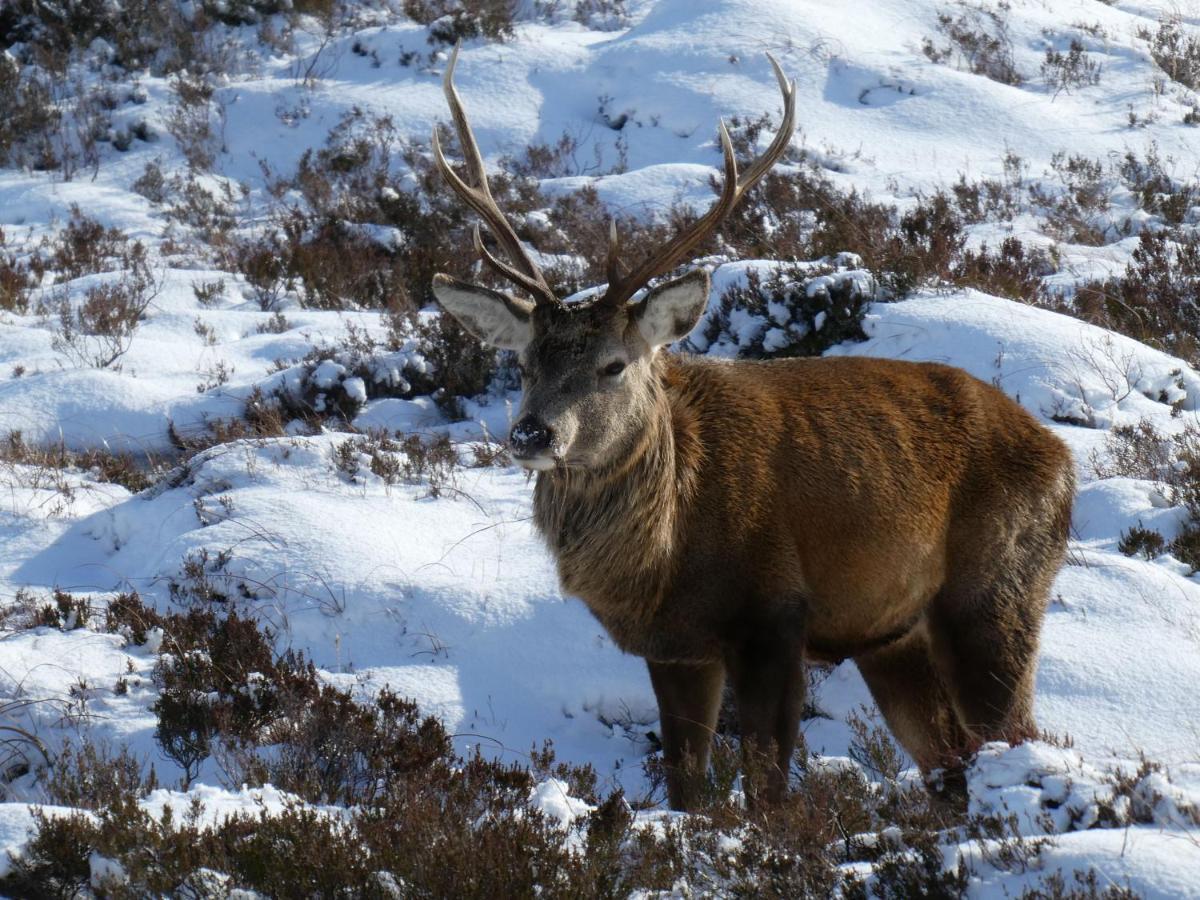 Caman House Apt 2 - By Where Stags Roar Newtonmore Luaran gambar